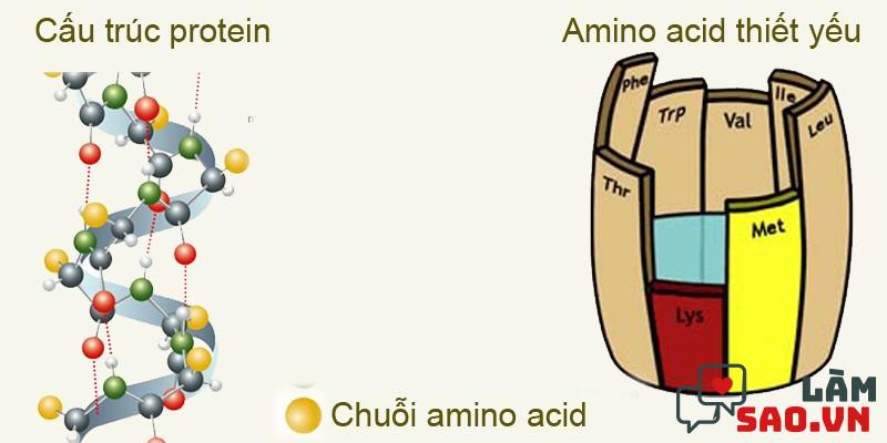 Amino axit là thành phần quan trọng cấu tạo nên protein rất cần cho hoạt động sống